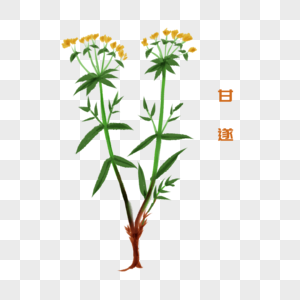 一株草药甘遂插图图片