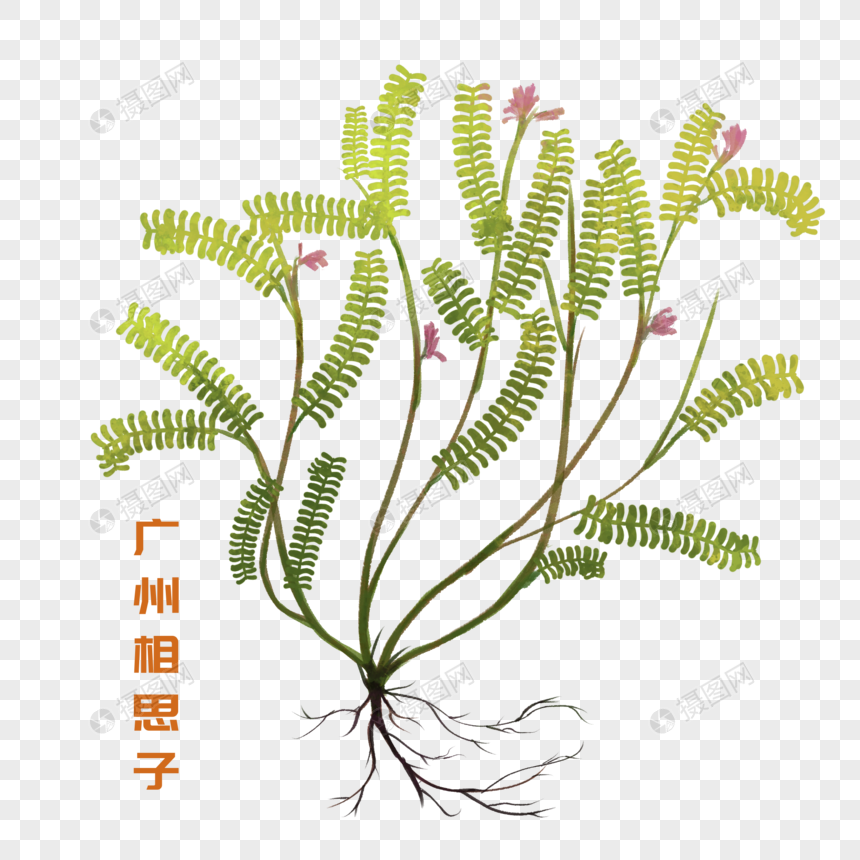 卡通药材广州相思子插图