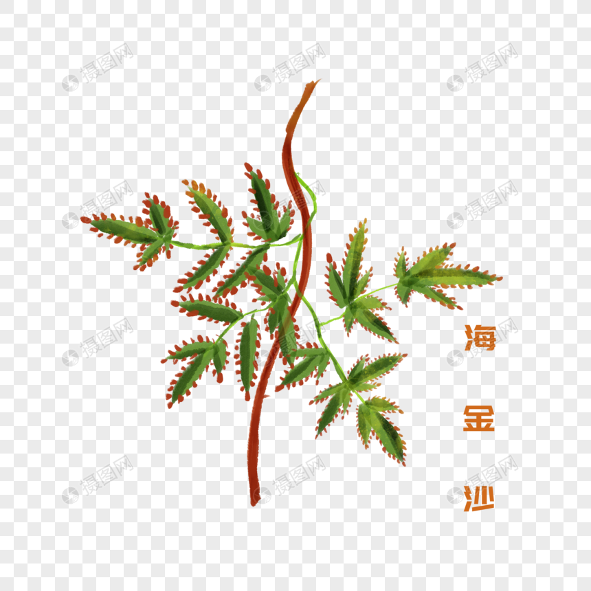 卡通草药海金沙插图