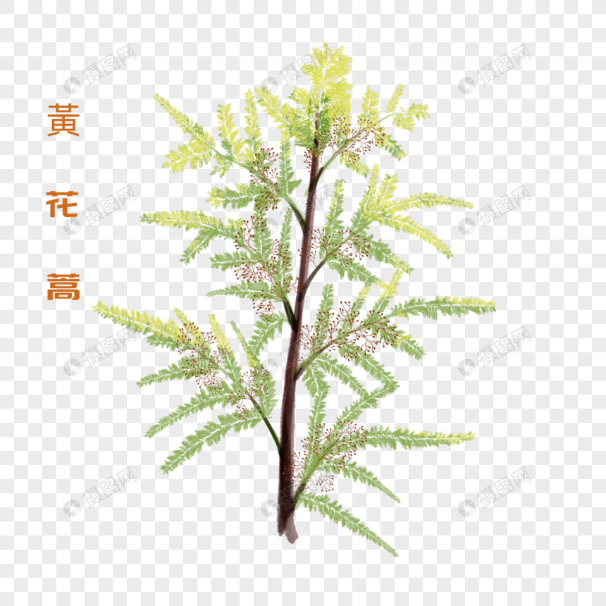 卡通药材黄花蒿插图图片