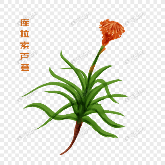 卡通植物库拉索芦荟插图图片