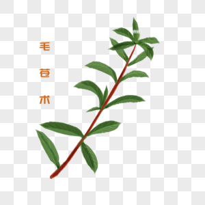 卡通植物毛苍术插图图片