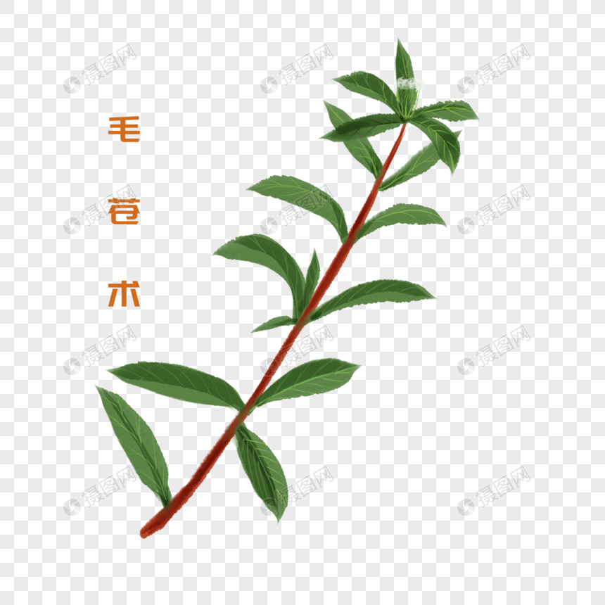 卡通植物毛苍术插图图片