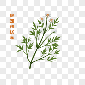 卡通植物棉团铁线莲插图高清图片