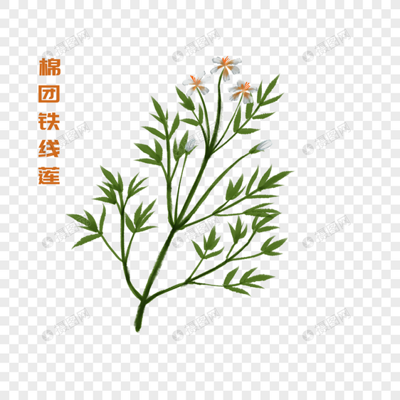 卡通植物棉团铁线莲插图图片