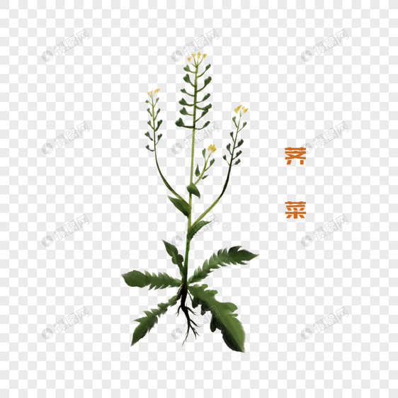 卡通植物荠菜插图图片