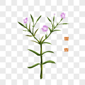 卡通植物瞿麦插图图片