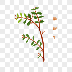 卡通植物桑寄生插图图片