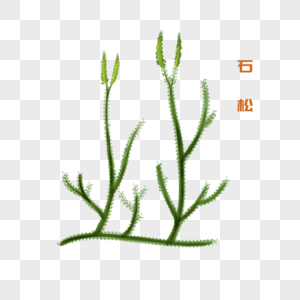 卡通草药石松插图图片