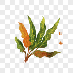 卡通植物石韦插图图片