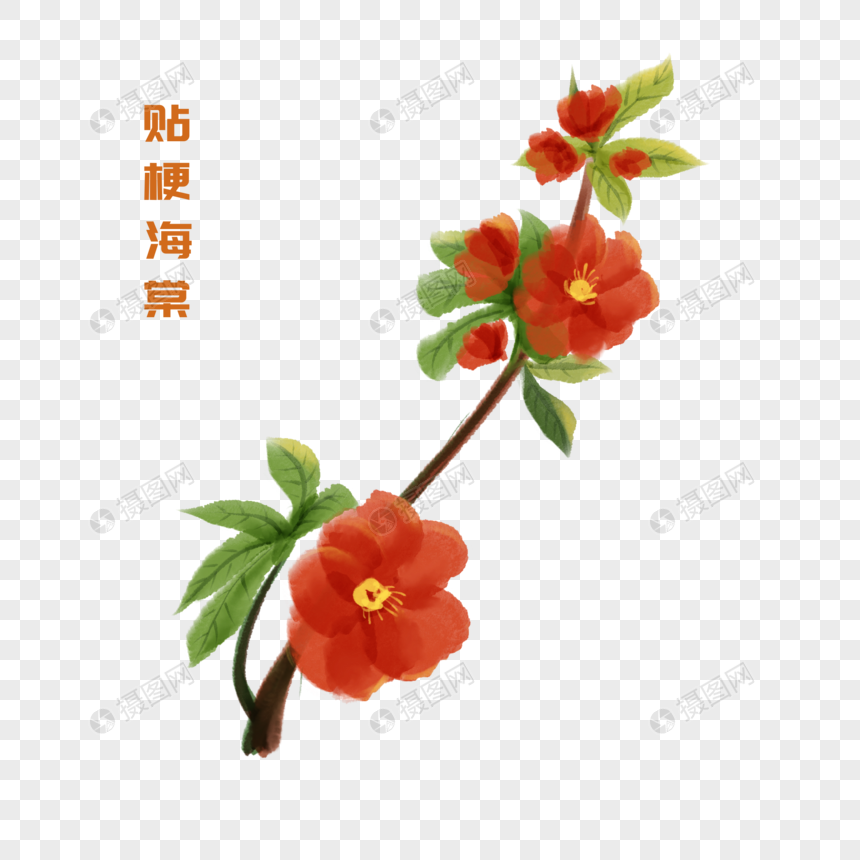 卡通植物贴梗海棠插图
