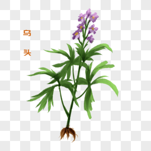 卡通草药乌头插图图片