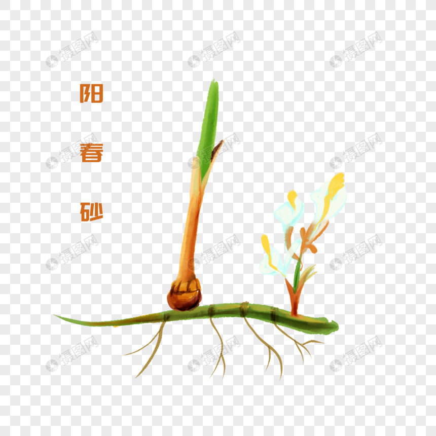 卡通植物阳春砂插图图片