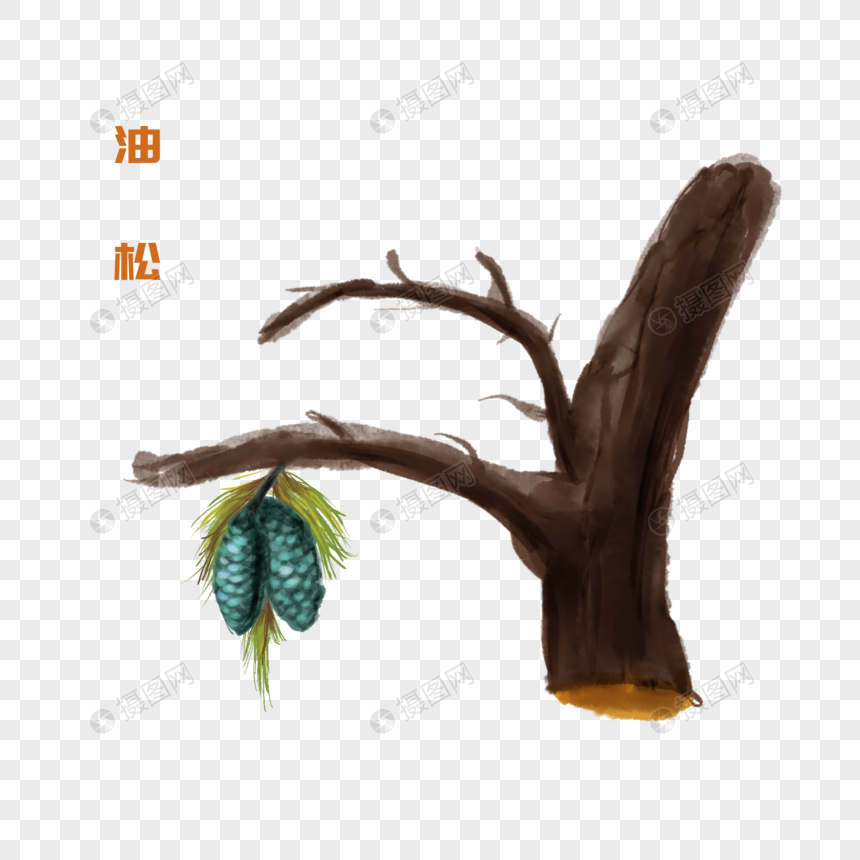 卡通药材油松插图
