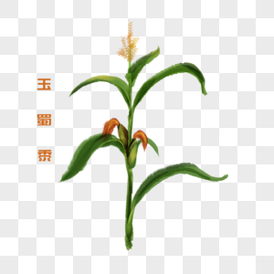 卡通植物玉蜀黍插图图片