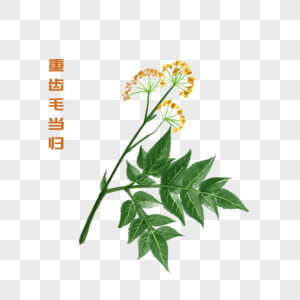 卡通草药重齿毛当归插图图片