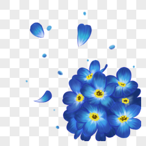 紫中带白勿忘我图片