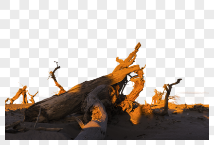 额济纳旗枯树图片