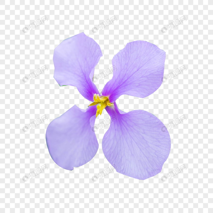 紫罗兰图片