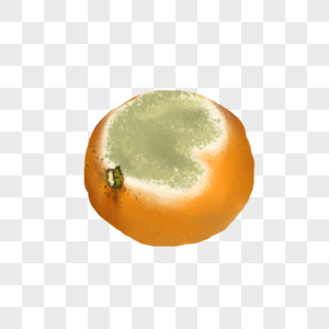食物变质橙子图片