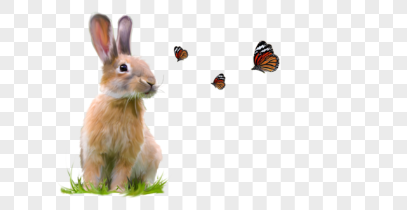 兔子和蝴蝶图片