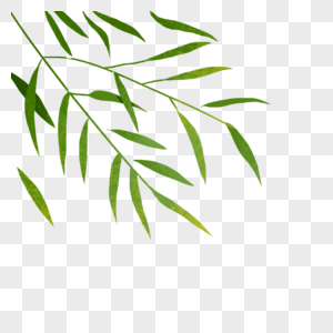 竹叶竹叶素材翠竹高清图片