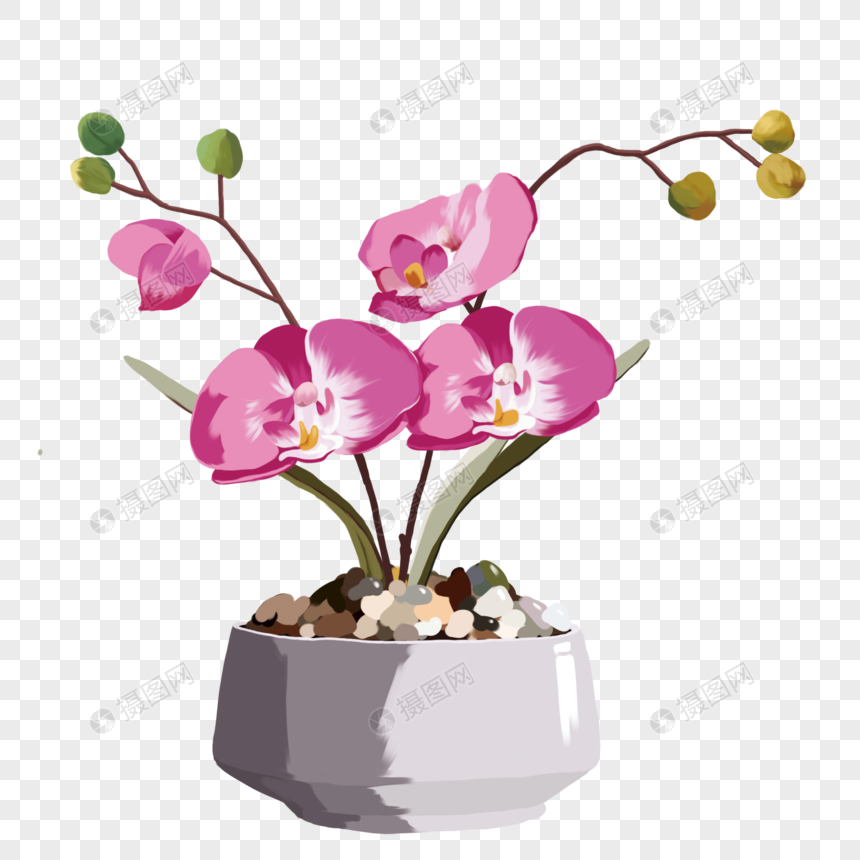 手绘植物夏堇元素素材下载 正版素材 摄图网 手绘植物夏堇元素素材下载 正版素材 摄图网