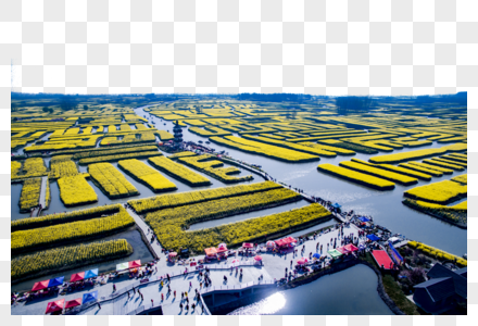 飞跃油菜花海高清图片