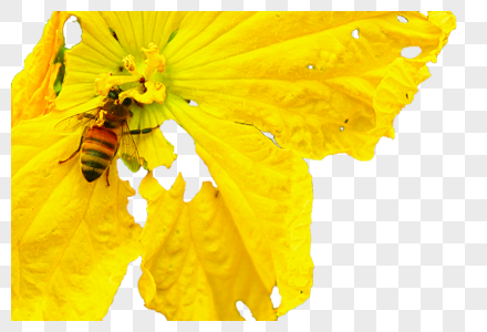 夏天花朵和蜜蜂图片
