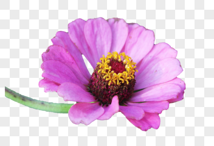 粉色品种菊花一朵图片