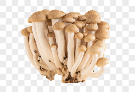 蟹味菇免抠炸蘑菇高清图片