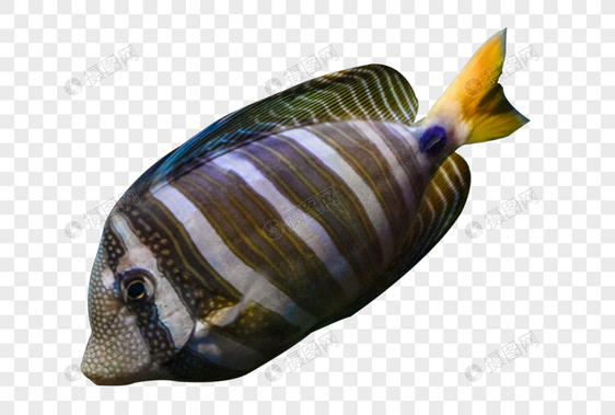 花纹热带鱼图片