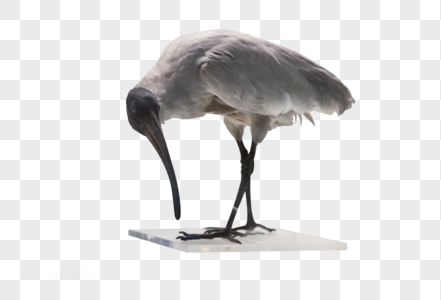 白鹮鸟动物标本高清图片
