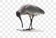 白鹮鸟动物标本图片
