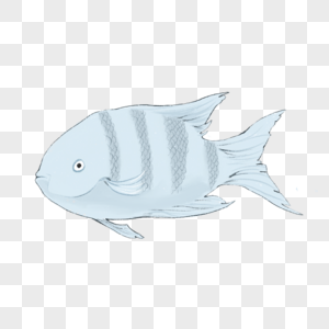 斑纹鱼图片