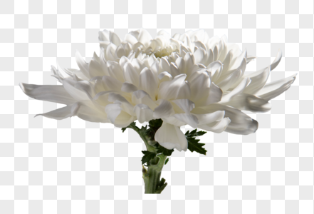 白菊菊花图片