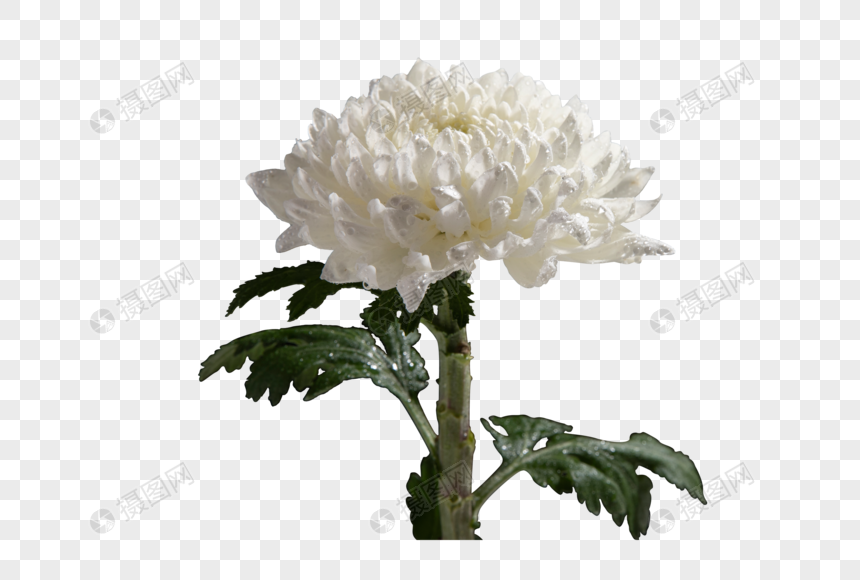 白色植物菊花图片