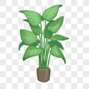 手绘绿植白掌图片素材