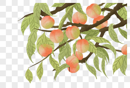桃树枝手绘桃树枝桃树高清图片
