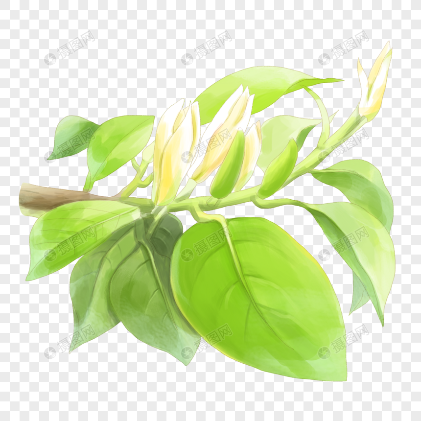 白兰花元素素材下载 正版素材 摄图网