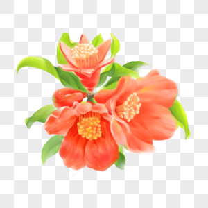 手绘石榴花图片 手绘石榴花素材 手绘石榴花高清图片 摄图网图片下载 手绘石榴花图片 手绘石榴花素材 手绘石榴花高清图片 摄图网图片下载