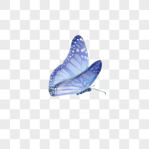 蝴蝶动物标本高清图片