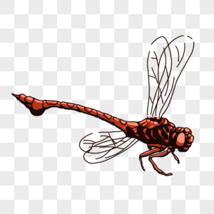昆虫红蜻蜓图片