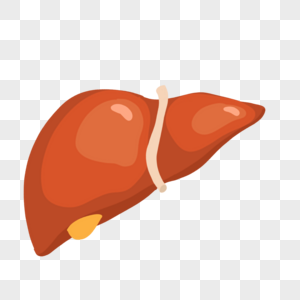 肝肝脏功能高清图片