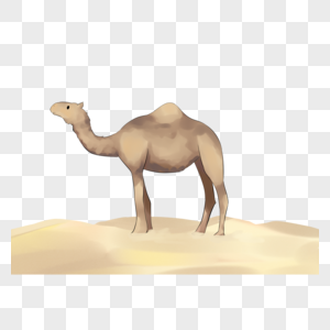 世界防旱骆驼装饰图片