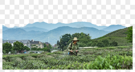 茶园风景图片