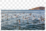 大理洱海的飞鸟图片