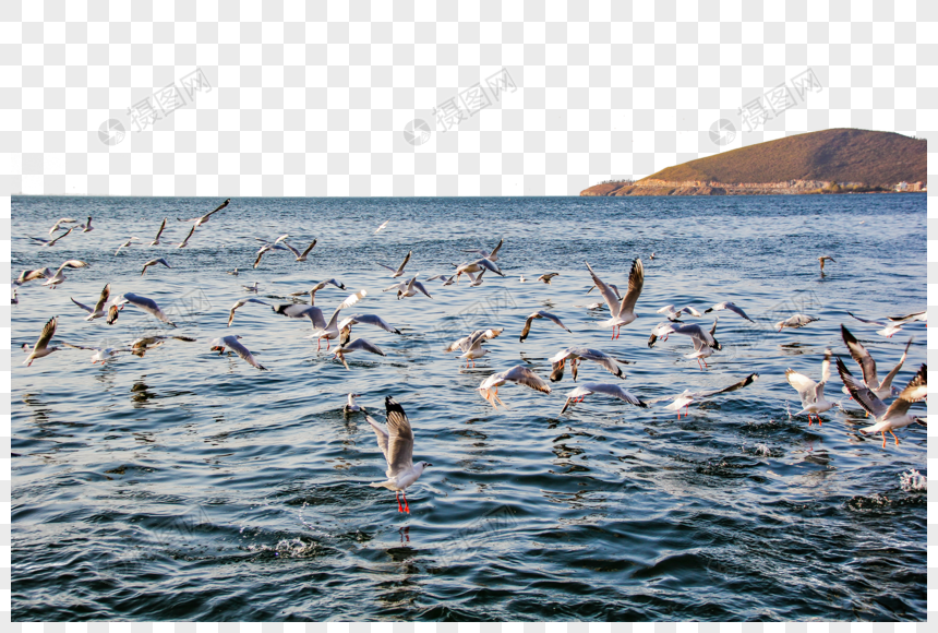 大理洱海的飞鸟图片