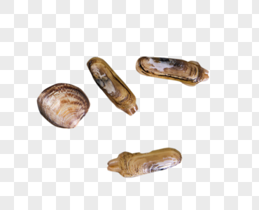 杏鲍菇蛏子海报设计模板 杏鲍菇蛏子创意图片 杏鲍菇蛏子插画插 