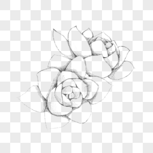 素描植物图片 素描植物素材 素描植物高清图片 摄图网图片下载